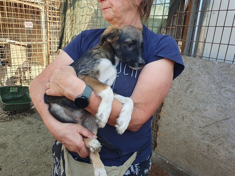 ♥HAZEL♥ wunderschöne, ganz menschenbezogene Herzenshündin 35 cm (wachsend)