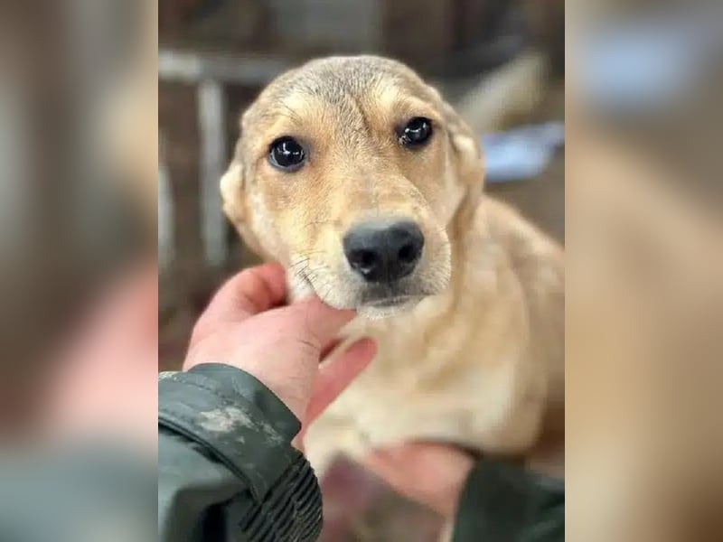 ♥DOTTY♥ ab 28. Feb auf Pflegestelle bei Köln - zauberhaftes, verspieltes kleines Welpenmädchen 35cm