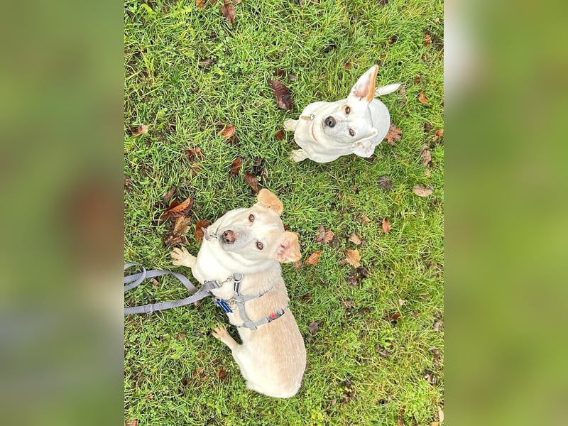 ♥MAMBO♥ auf Pflegestelle in Köln - verschmuster, anhänglicher kleiner Rüde 33 cm