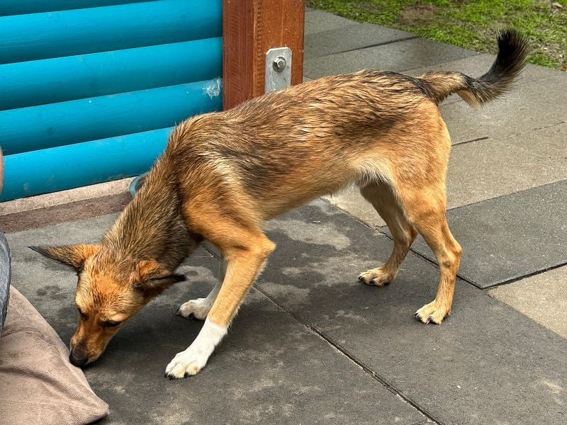 ♥DUMBO♥ neu auf Pflegestelle bei Köln - süßer, lieber, anfangs noch vorsichtiger Rüde 35cm