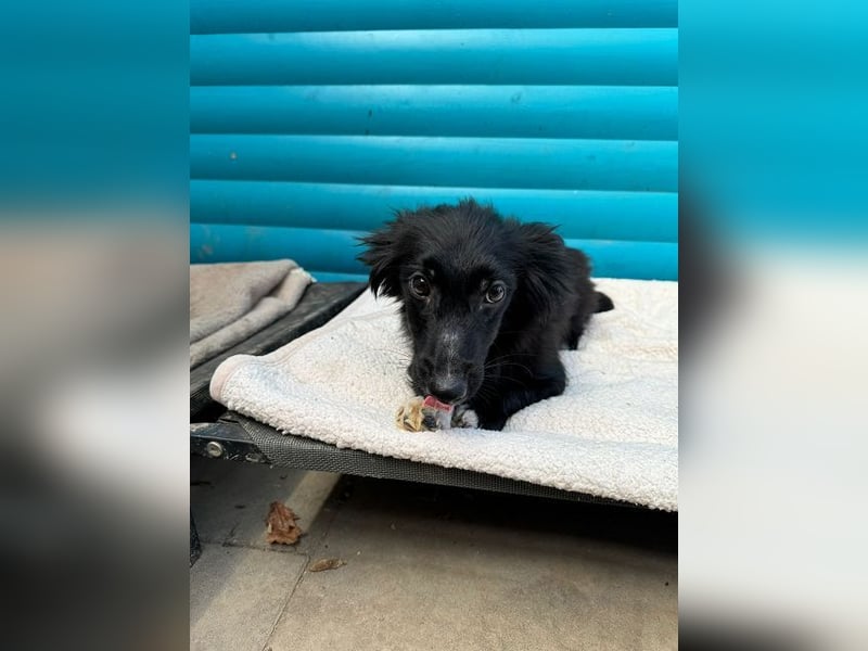 ♥TOKIO♥ auf Pflegestelle bei Köln - zuckersüßer, verspielter kleiner Welpe 28 cm