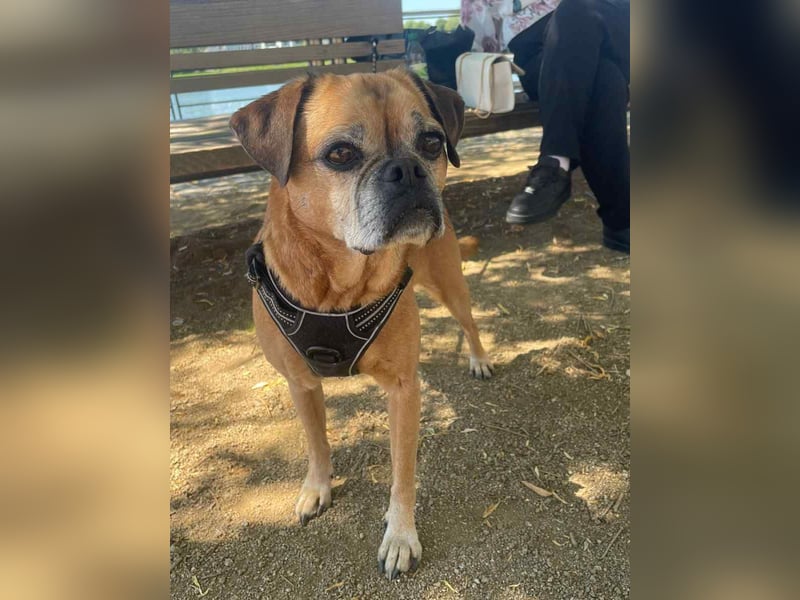 ⭐️Chicko⭐️, fitter Mops-Mix-Senior, 11 Jahre, 35 cm, auf PS in Eitorf, Tierschutz
