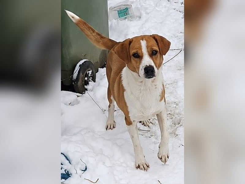 ⭐NAKKI⭐, freundliche Begleiterin, Hündin, 4 Jahre, 40 cm, Mischling, Tierschutz Rumänien