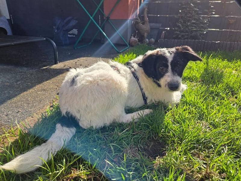 ♥ELSA♥ am 1. März im WDR Tiere suchen ein Zuhause - niedliche, verspielte Welpin 40 cm