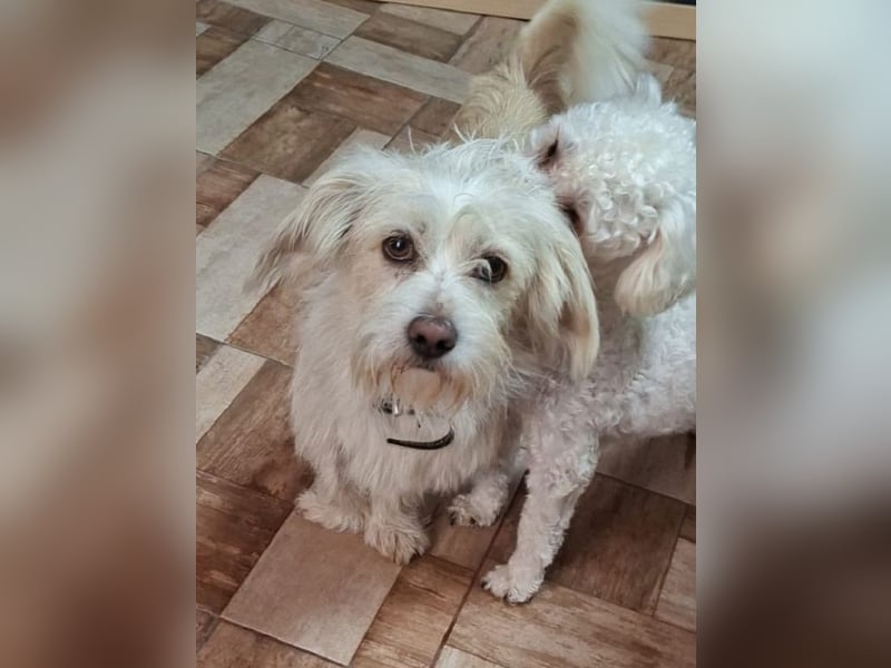 ♥FROSTY♥ neu auf Pflegestelle bei Köln - süßer, lieber, eher ruhiger kleiner Wuschelrüde 28 cm