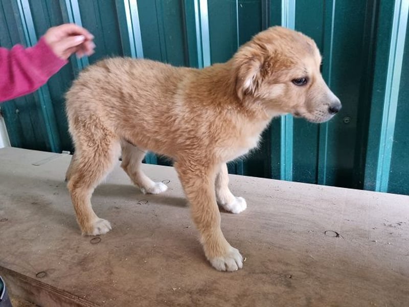 ♥LANDO♥ süßer, verspielter Kuschelbär 37 cm (wird 50-60 cm groß)