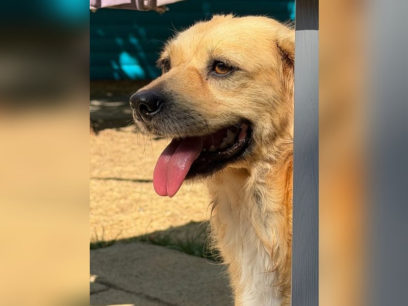 ♥BARLEY♥ neu auf Pflegestelle bei Köln - wunderschöner, noch etwas unsicherer Junghund 40cm