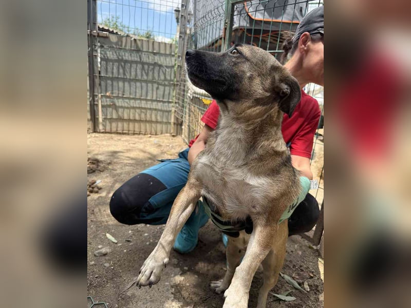 ⭐MIRI⭐, offene Hündin, 3 Jahre, 30 cm, Mischling, Tierschutz Rumänien