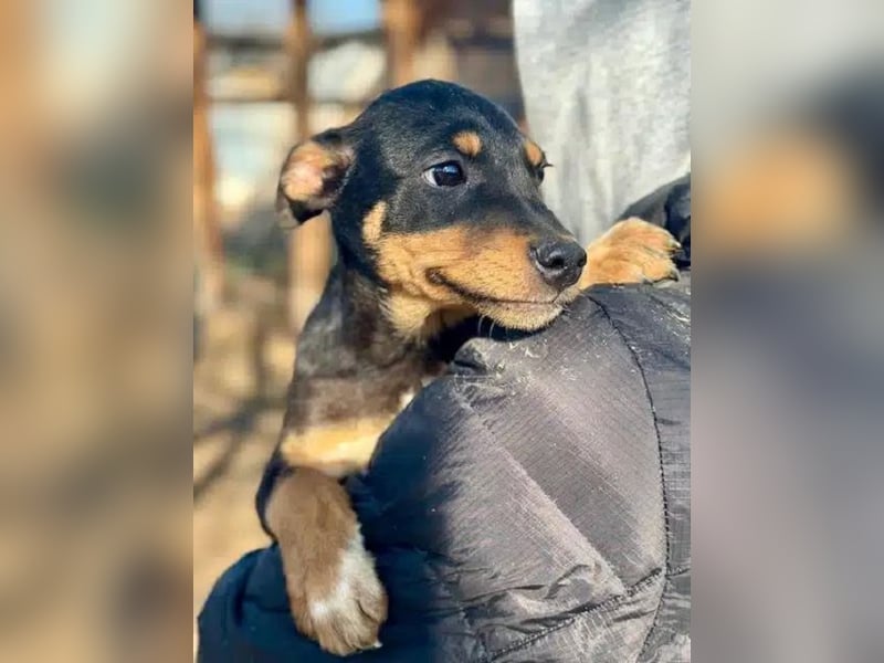 ♥HELI♥ zuckersüßes, verspieltes kleines Welpenmädchen 30 cm - wird mittelgroß