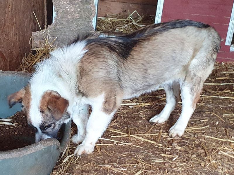 ♥LINCOLN♥ süßer, ganz lieber kleiner Jungrüde, der schon viel in seinem Leben erleiden musste 37 cm