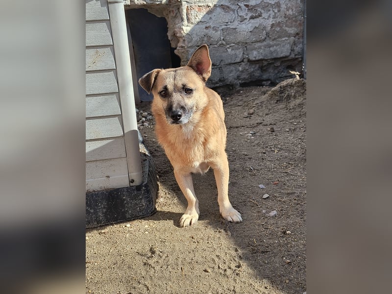 Traumtyp TONI, Mischlingsrüde, 6 Jahre, 29 cm, Pflegestelle 53773, Tierschutz Rumänien