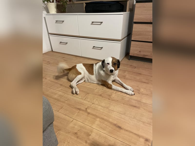 FINA, schüchterne Schmusehündin, 3,5 Jahre, 40 cm, Pflegestelle 57635, Tierschutz Rumänien