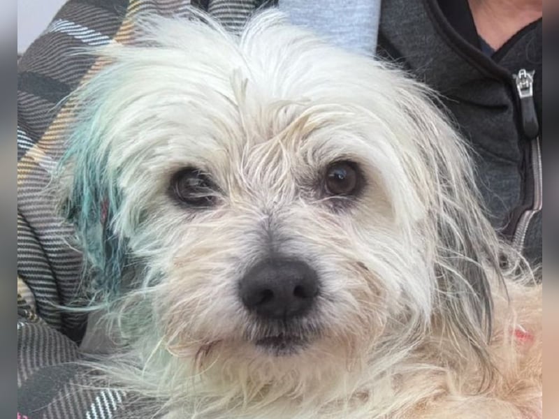 ♥YUMI♥ neu auf Pflegestelle bei Duisburg - süßer, sehr zutraulicher kleiner Wuschelmann 35cm