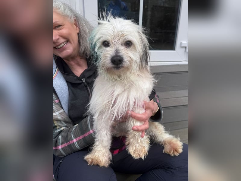 ♥YUMI♥ neu auf Pflegestelle bei Duisburg - süßer, sehr zutraulicher kleiner Wuschelmann 35cm