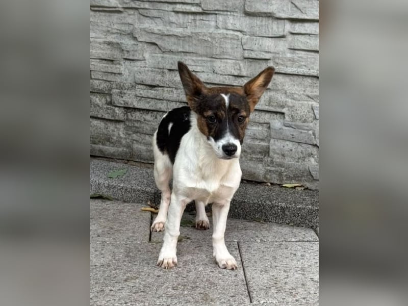 ♥TIARA♥ auf Pflegestelle bei Köln-liebes, noch schüchternes, süßes Mädchen 31cm (wachsend)