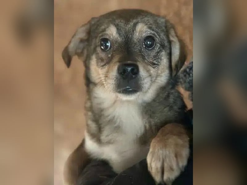 ♥HEDWIG♥ ab 28. Feb auf Pflegestelle bei Duisburg - süßes, verspieltes Welpenmädchen 30cm (wachsend)