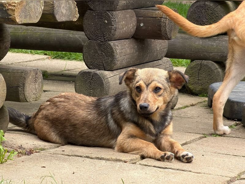 ♥FLO♥ neu auf Pflegestelle bei Köln - süßer, hübscher, noch etwas schüchterner Welpe 34cm