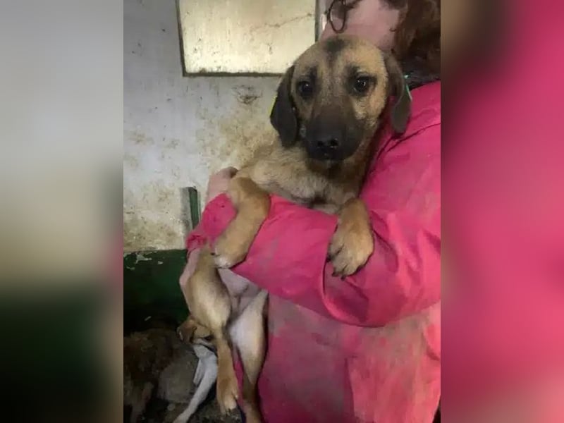 ♥TIVA♥ süße, ganz liebe junge Hundedame 40 cm