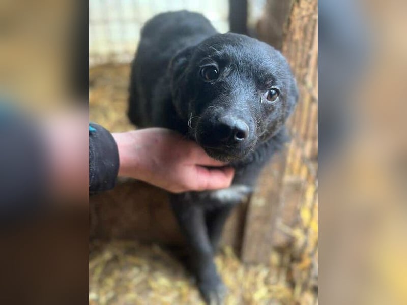 ♥AMIRA♥ ganz niedliche, verspielte Welpin 35 cm (wird mittelgroß)