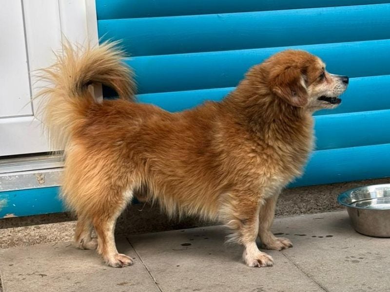 ♥PAULI♥ neu auf Pflegestelle in Bochum - süßer, unkomplizierter Schmusehund mit längerem Fell 30 cm