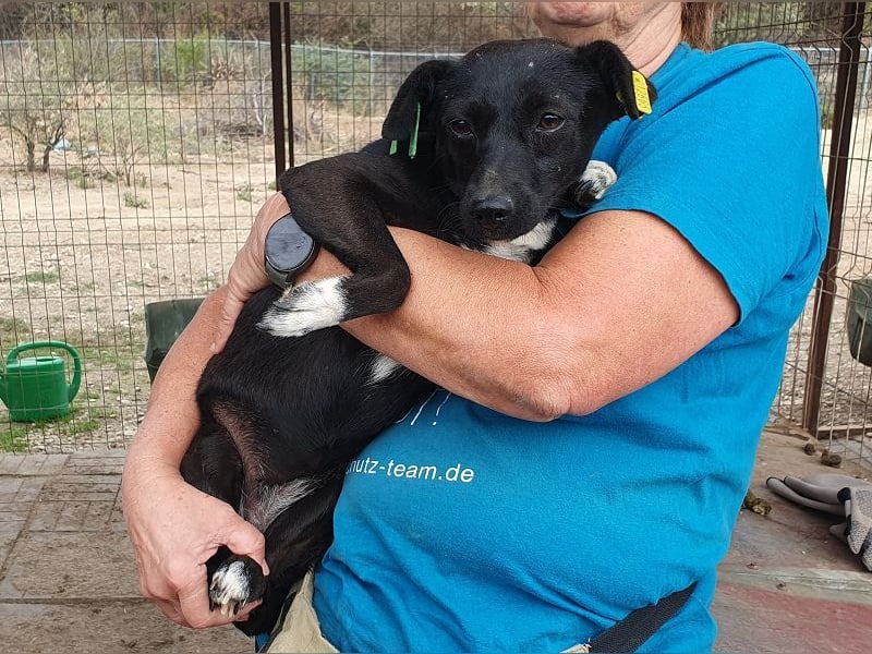 ♥SENNA♥ zuckersüße, liebe, noch unsichere kleine Hündin, die im Tierheim sehr gestresst ist 36 cm