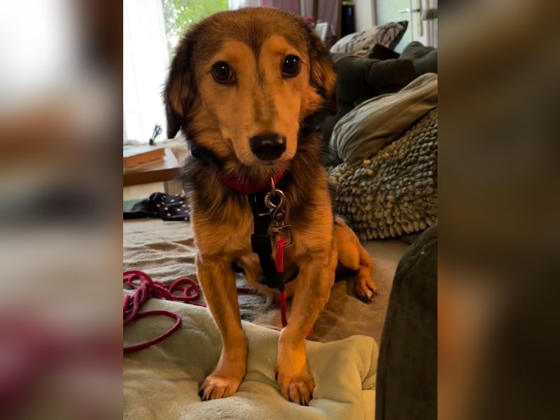 ALINE, kleine Angsthäsin, Pflegestelle Rösrath, 2 Jahre, 32 cm, Mischling, Tierschutz Rumänien
