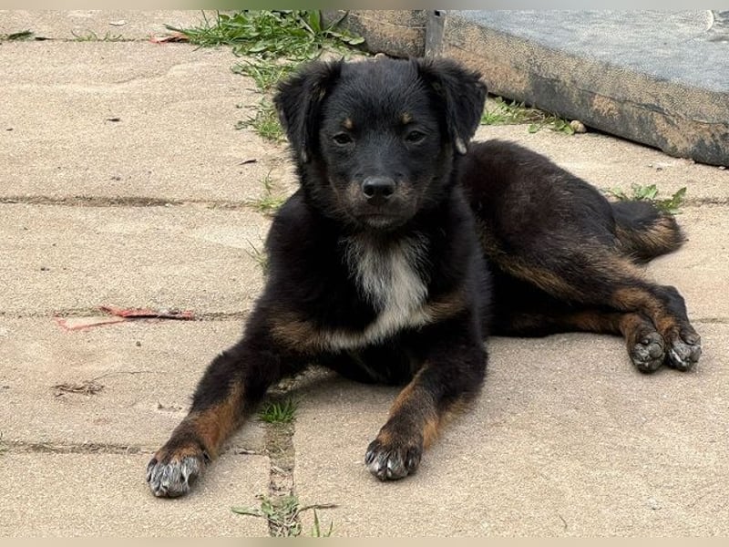 ♥BAMBU♥ auf Pflegestelle bei Köln - entzückendes, aufgewecktes Hundemädchen 37cm (wird mittelgroß)