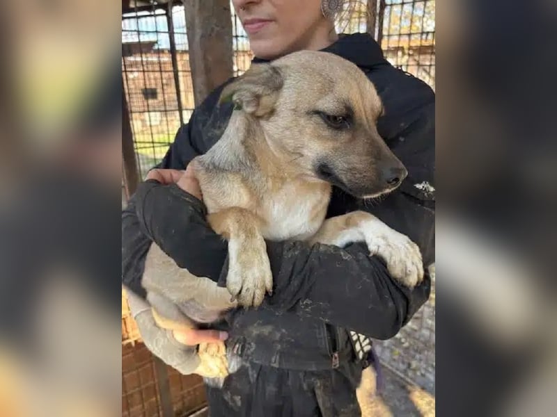 ♥KILA♥ süße, kleine, verspielte, anfangs noch zurückhaltende Junghündin 40 cm