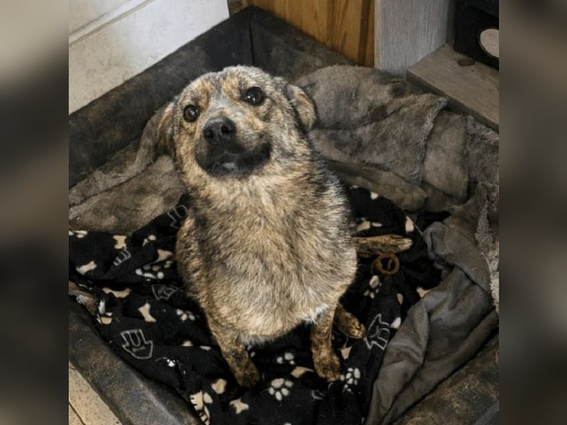 ♥ALFI♥ ganz niedliche, sehr zutrauliche gestromte kleine Junghündin 35 cm