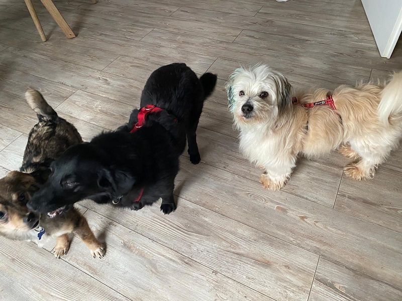 ♥HEDWIG♥ neu auf Pflegestelle bei Duisburg - süßes, verspieltes Welpenmädchen 33cm (wachsend)