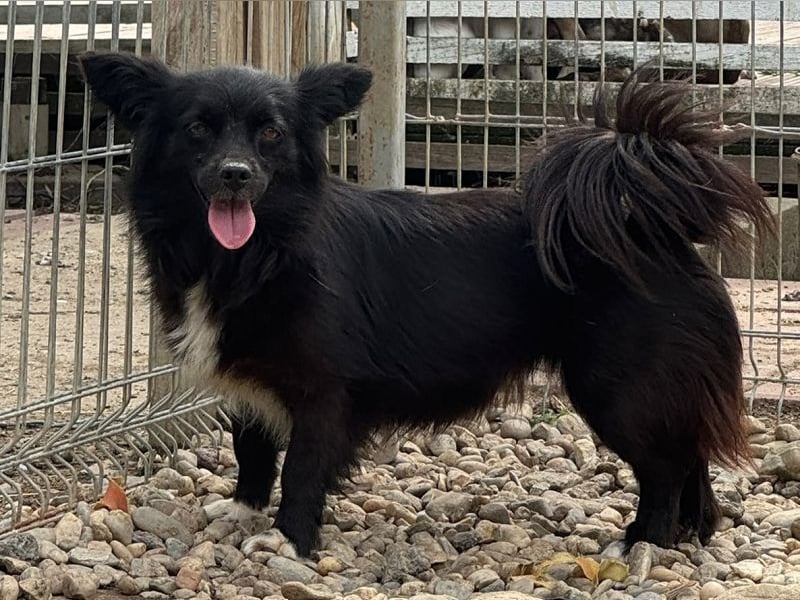 ♥VICKY♥ neu auf Pflegestelle bei Köln - zuckersüße, sehr menschenbezogene, zarte Mini-Maus 30-35cm