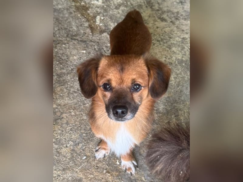 ♥TONI♥ neu auf Pflegestelle bei Köln-süßer, total liebenswerter und aufgeschlossener Rüde - klein