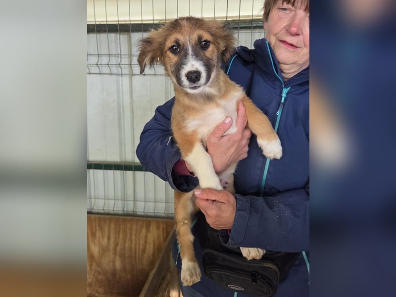 ♥JANI♥ niedlicher, verspielter kleiner Welpenbub mit der besonderen Fellfärbung 30 cm (wachsend)