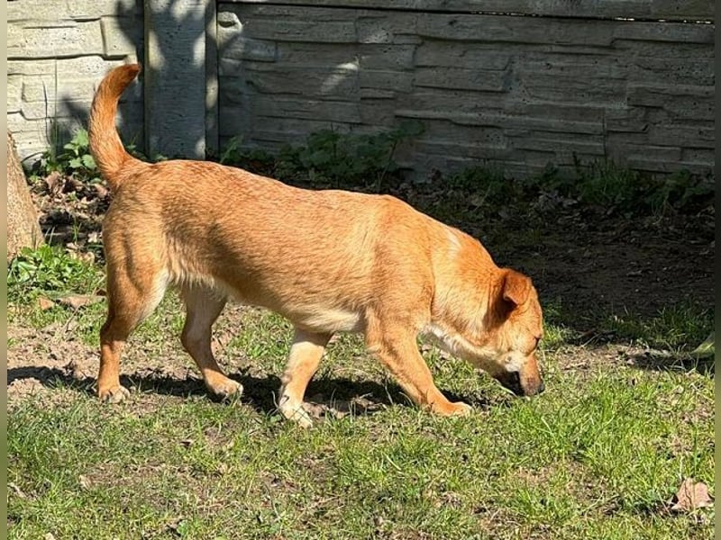 ♥KARA♥ auf Pflegestelle bei Köln - zuckersüße, fröhliche, verspielte Juniorin 30cm - bleibt kleiner