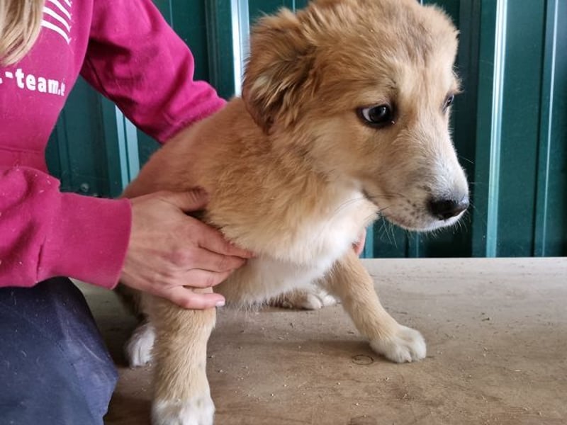 ♥LANDO♥ süßer, verspielter Kuschelbär 37 cm (wird 50-60 cm groß)