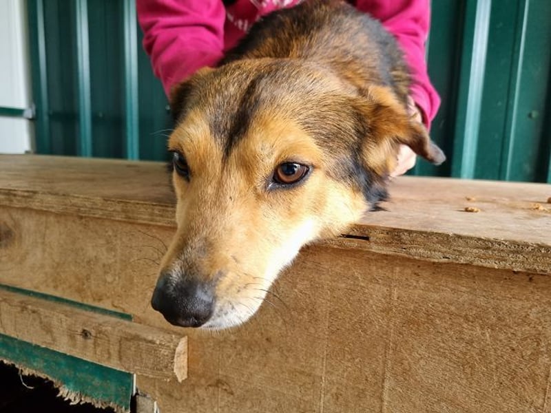 ♥BIXBY♥ hübscher, ganz aufgeschlossener, unkomplizierter echter Sonnenschein 39 cm