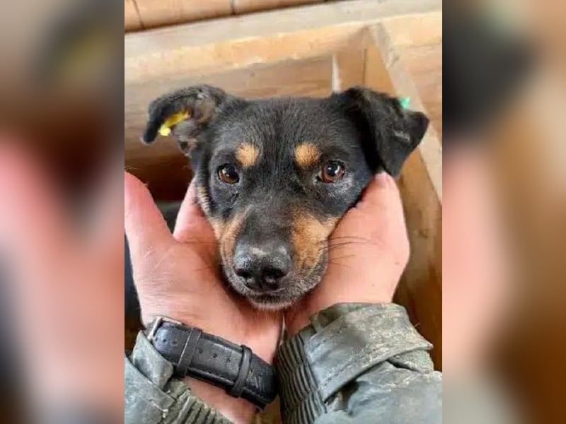 ♥OLIVER♥ süßer, zarter, lieber kleiner Rüde, der mit seinem kurzen Fell im Tierheim friert 40 cm