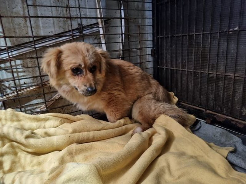 ♥LILO♥ niedliche, zarte kleine Junghündin, die in einer Quarantänebox untergebracht ist 28 cm
