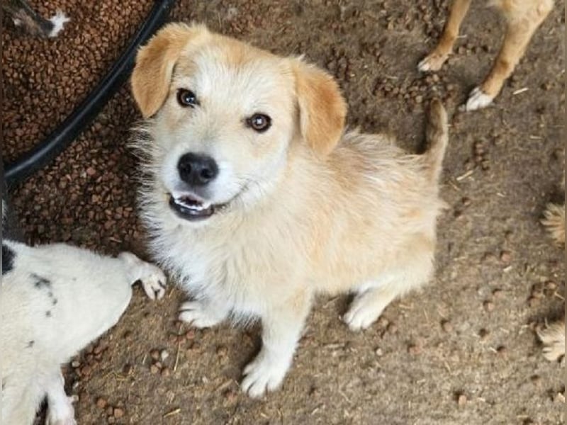 ♥SUNNY♥ ab 18. Jul auf Pflegest bei Köln -süße, liebe, ruhige und aufgeschlossene kleine Hündin 40cm