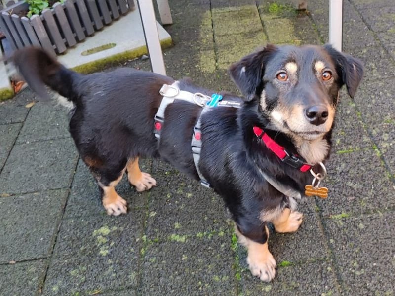 ♥MIMMI♥ am 1. März bei Tiere suchen ein Zuhause-süße, verschmuste,zutrauliche Dackel-Mix-Hündin 36cm