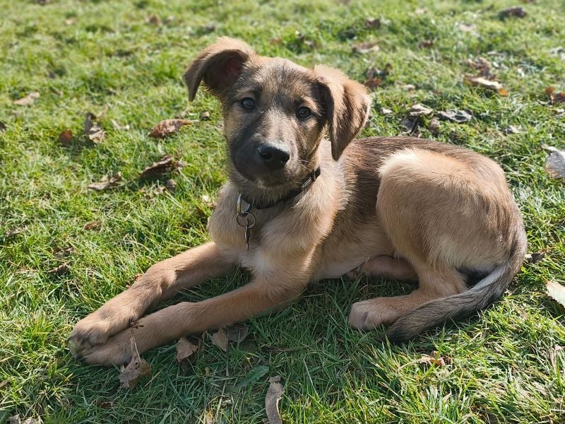 ♥TERESA♥ neu auf Pflegestelle bei Köln - zuckersüße, verspielte Welpin 38cm (wachsend)