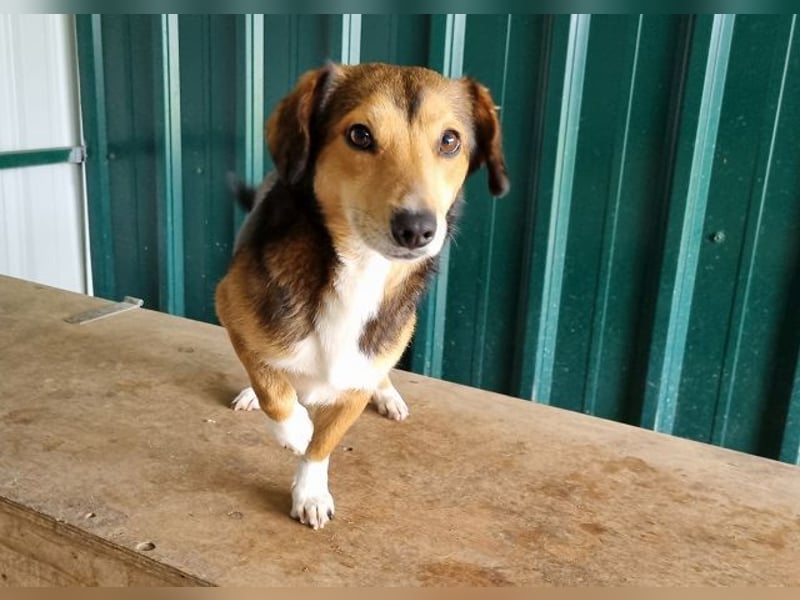 ♥BIXBY♥ hübscher, ganz aufgeschlossener, unkomplizierter echter Sonnenschein 39 cm