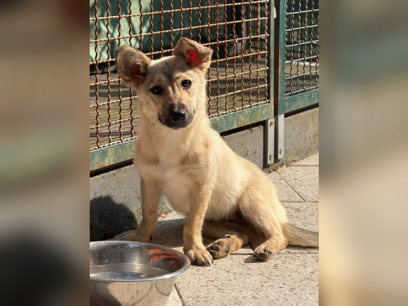 ♥MIRA♥ auf Pflegestelle in Köln - bezaubernde, verschmuste, dankbare Junghündin 33cm