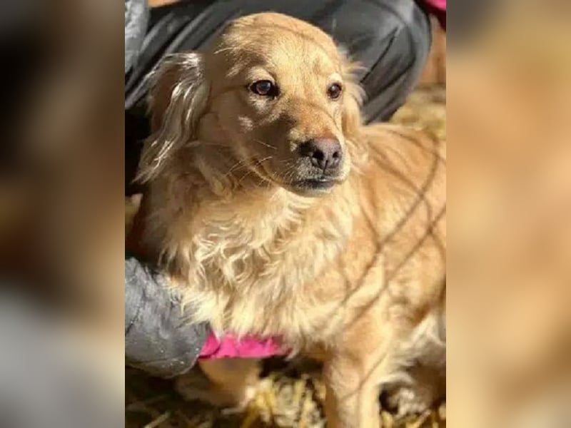 ♥COOPER♥ ab 28. Feb auf Pflegestelle bei Köln - zuckersüßer, ganz verschmuster kleiner Junghund 35cm