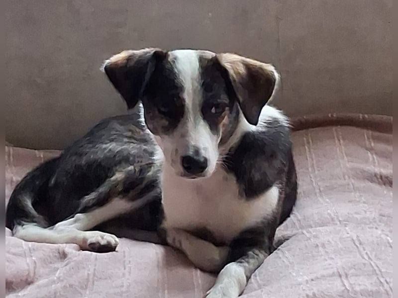 NANE, Pflegestelle Mönchengladbach, 1 Jahr, 40 cm, Tierschutz Rumänien