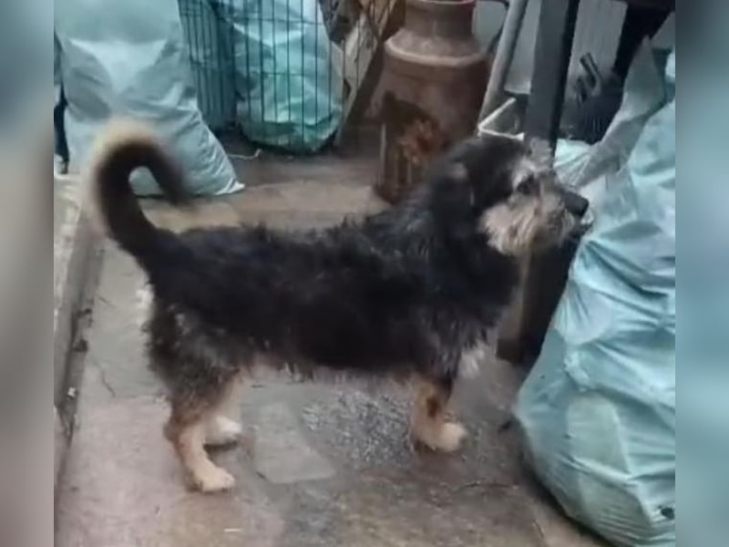 ⭐️JAROD⭐️, herzensguter Hundejunge, 2,5 Jahre, 36 cm, Mischling, Tierschutz