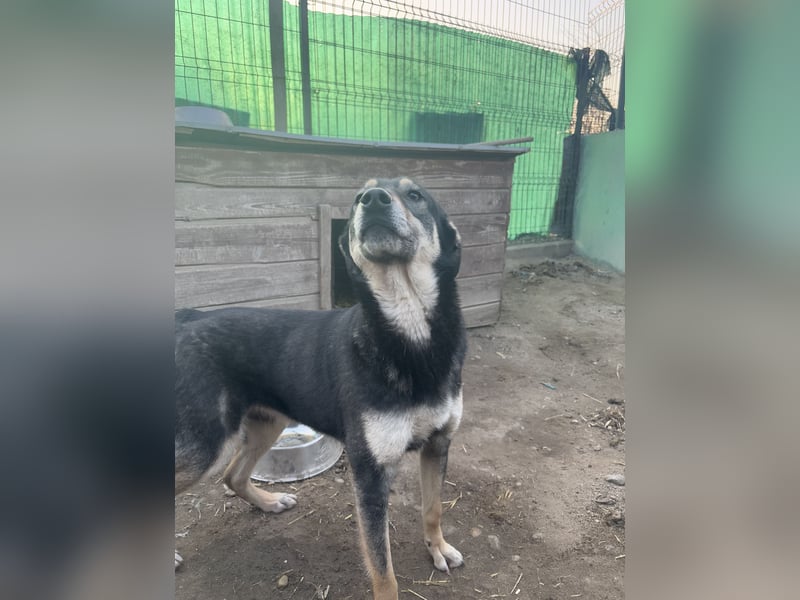 ⭐️ONYA⭐️, liebe Hundeseele, Hündin, 3,5 Jahre, 40 cm, Mischling, Tierschutz Rumänien