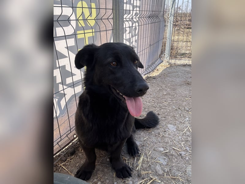 ⭐️MARIUCA⭐️, witzige, kleine Hündin, 3,5 Jahre, 37 cm, Mischling, Tierschutz Rumänien