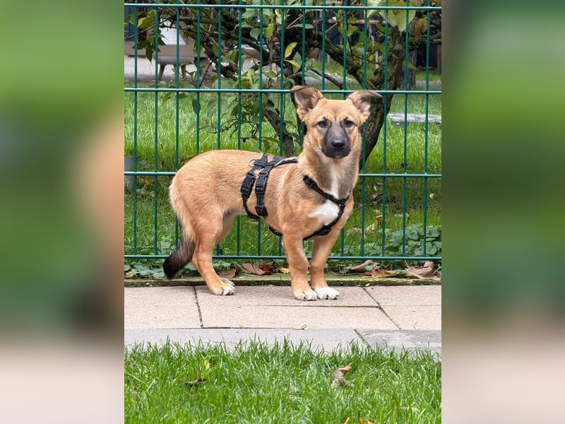 ♥INA♥ auf Pflegestelle bei Köln - süße, ganz liebe, anfangs noch unsichere Junghündin 32cm