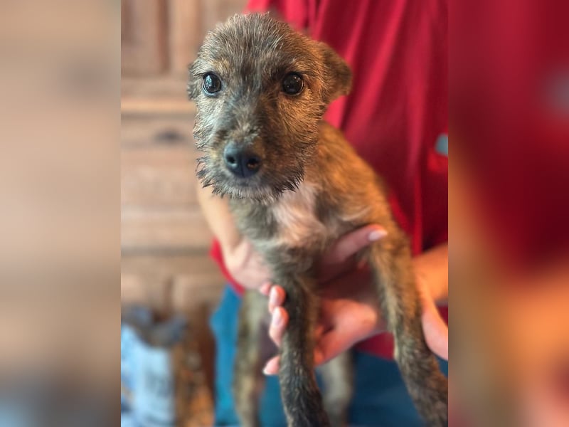 ⭐️Grisa⭐️,  reizendes Hundemädchen, Welpe, Mischling, 5 Monate, 30 cm, Tierschutz Rumänien